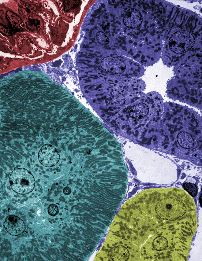 Colorized transmission electron microscopy image of murine renal kidney cortex